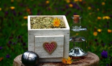 Les bienfaits de la Piloselle