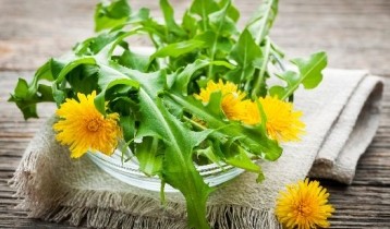 Les bienfaits du Pissenlit