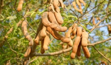 Les bienfaits du Tamarin