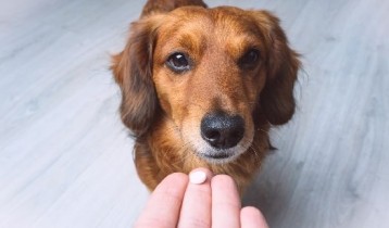 Guide complet sur les vermifuges pour chiens : protection de l'animal et de l'homme