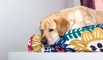 Maladies les plus courantes des chiens âgés
