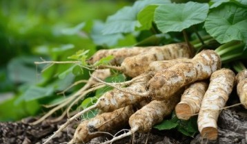 Les bienfaits du Yam