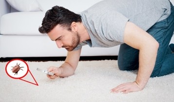 Acariens : symptômes de l'allergie et traitement anti acarien