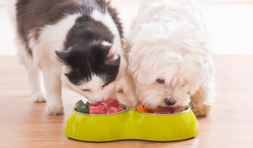 Les aliments dangereux pour nos chiens et chats