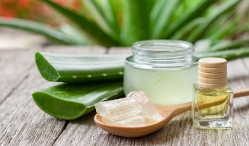L’Aloe vera : le véritable couteau-suisse végétal