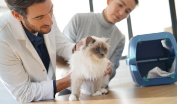 Coryza du chat : symptômes, traitements et prévention