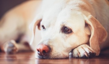 Vomissement, diarrhée, constipation : comment soigner votre chien ?
