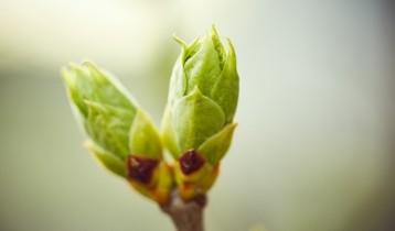 Gemmothérapie : tout savoir sur la médecine des bourgeons