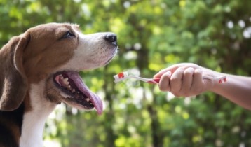 Mauvaise haleine du chien : causes et solutions
