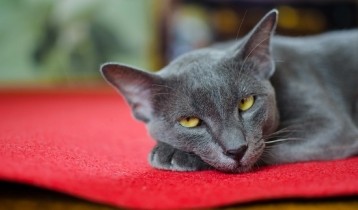 La leucose du chat : symptômes et prévention