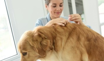 Vers, tiques et puces : comment protéger vos animaux ?