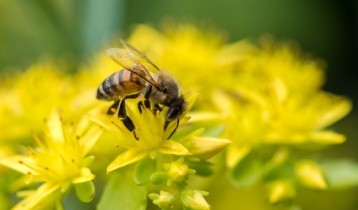 Piqûre de guêpe, abeille : quels réflexes ?