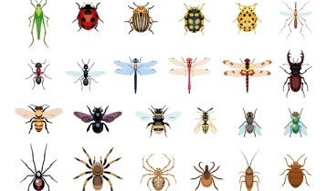 Piqûres d'insectes : zoom sur les principaux ennemis de l'été