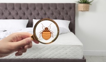 Comment se débarrasser des punaises de lit ?