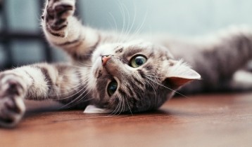 Le sida du chat : symptômes, évolution et prévention