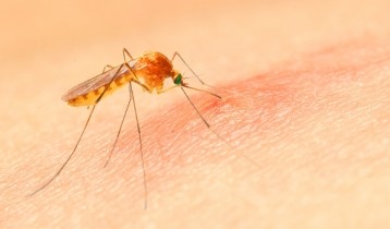 Soulager et prévenir les piqûres de moustiques