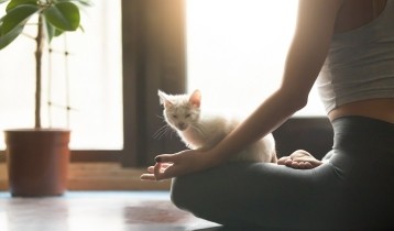 Stress et anxiété du chat et du chien : quelles solutions ?
