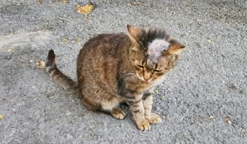 Teigne du chat : causes et traitements