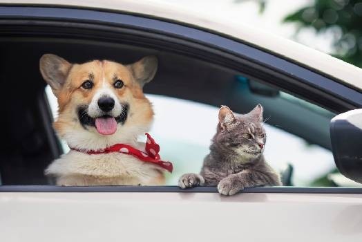 Comment préparer un voyage avec son animal de compagnie ?