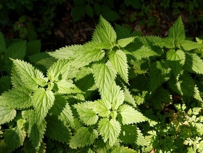 Apaiser les piqûres d’orties