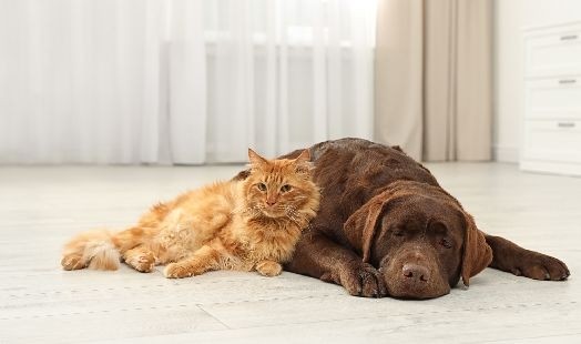 Vermifuge et anti puces : pourquoi et comment les utiliser pour chiens et chats