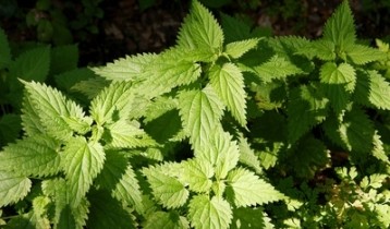 Apaiser les piqûres d’orties