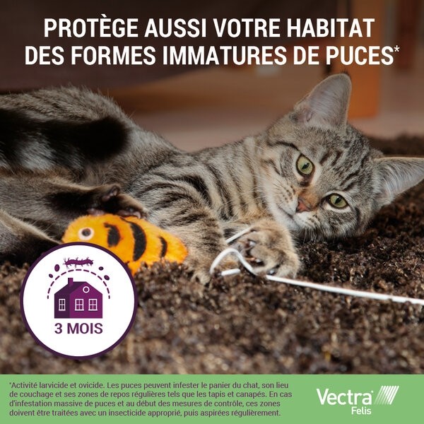 Vectra Felis Pipettes anti puces chat