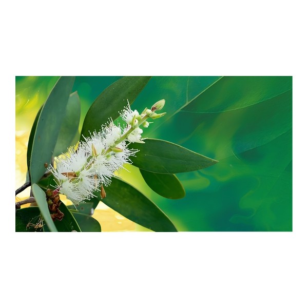 Phytosun Arôms huile essentielle Niaouli Bio