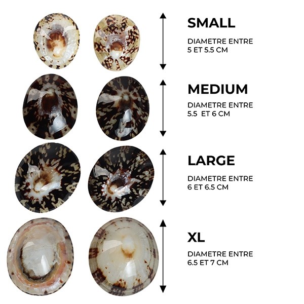 Mom's Shell Coquillage d'allaitement