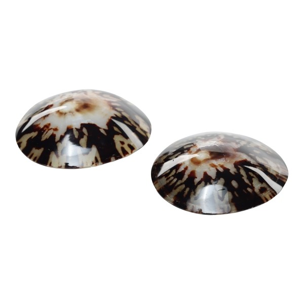 Mom's Shell Coquillage d'allaitement