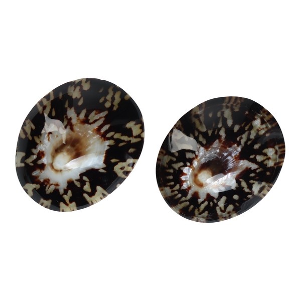 Mom's Shell Coquillage d'allaitement