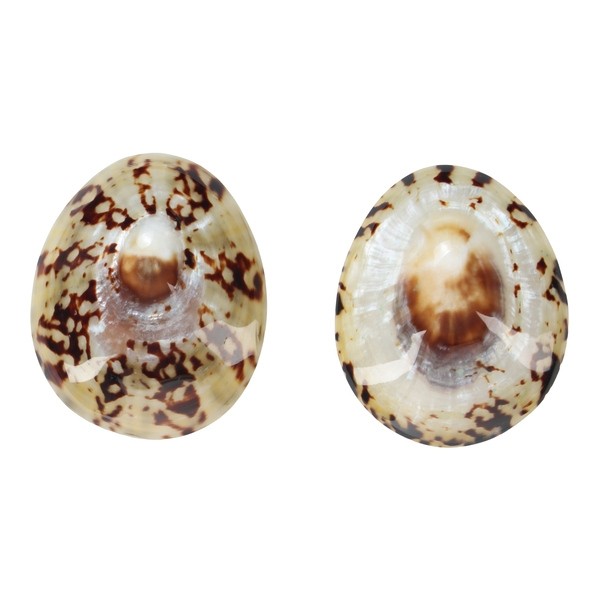 Mom's Shell Coquillage d'allaitement