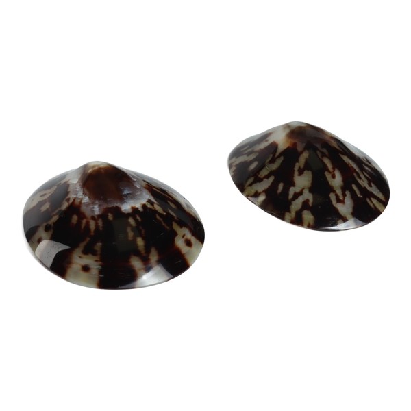 Mom's Shell Coquillage d'allaitement