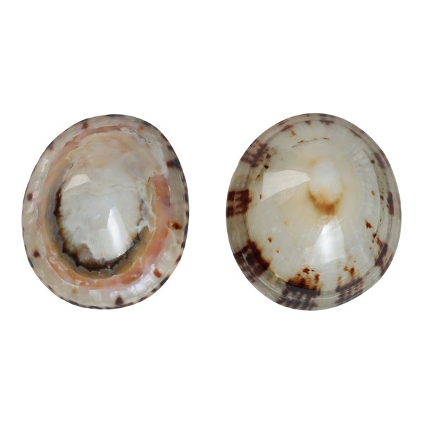 Mom's Shell Coquillage d'allaitement