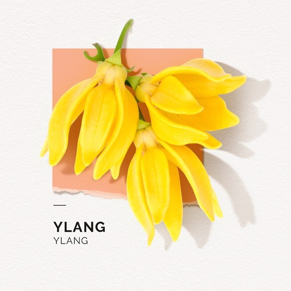 Solinotes Eau de parfum Ylang