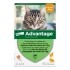 Advantage pipettes pour chat et lapin traitement anti puces