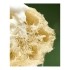 Eponge Loofah Al  Bara