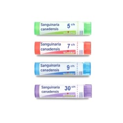 Sanguinaria canadensis granules multidoses Boiron