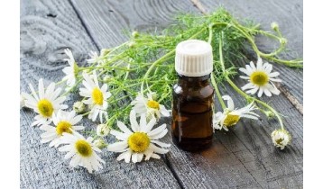 Huile essentielle de Camomille romaine ou Camomille noble