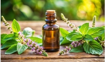 Huile essentielle de Basilic sacré