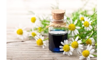 Huile essentielle de Camomille allemande ou Matricaire