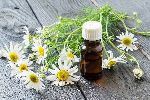 Huile essentielle de Camomille romaine ou Camomille noble