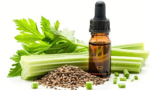 Huile essentielle de Céleri