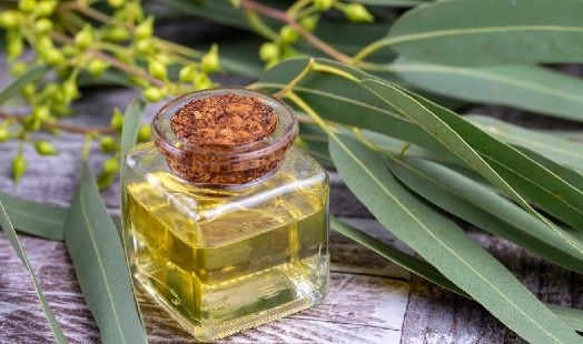 Huile essentielle d'Eucalyptus citronné