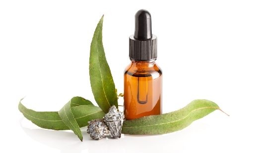 Huile essentielle d'Eucalyptus globulus