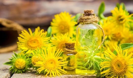 Huile essentielle d'Inule odorante