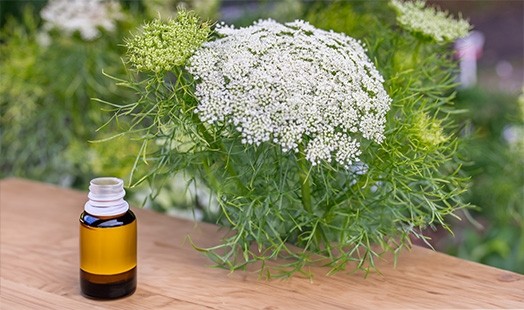 Huile essentielle Khella