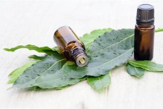 Huile essentielle de Laurier noble