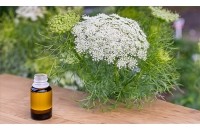 Huile essentielle Khella