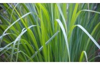 Huile essentielle de Palmarosa